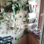Продаю восковой плющ (лиана)